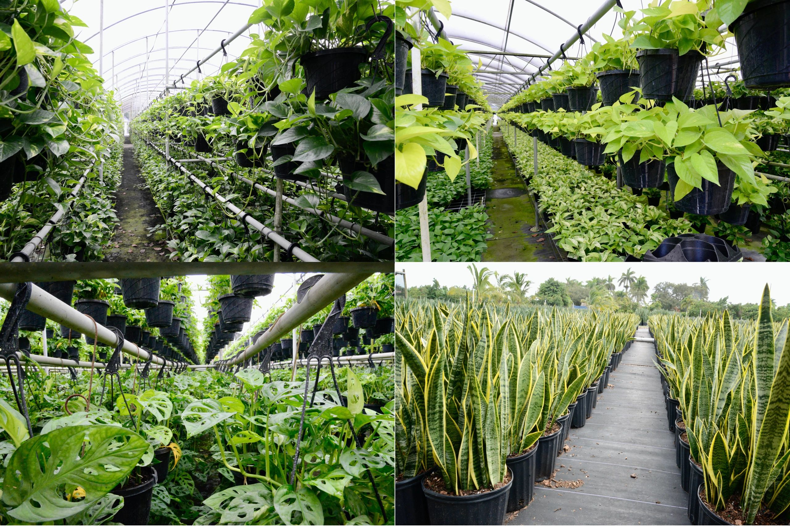 Hanging Basket Wholesale Nursery